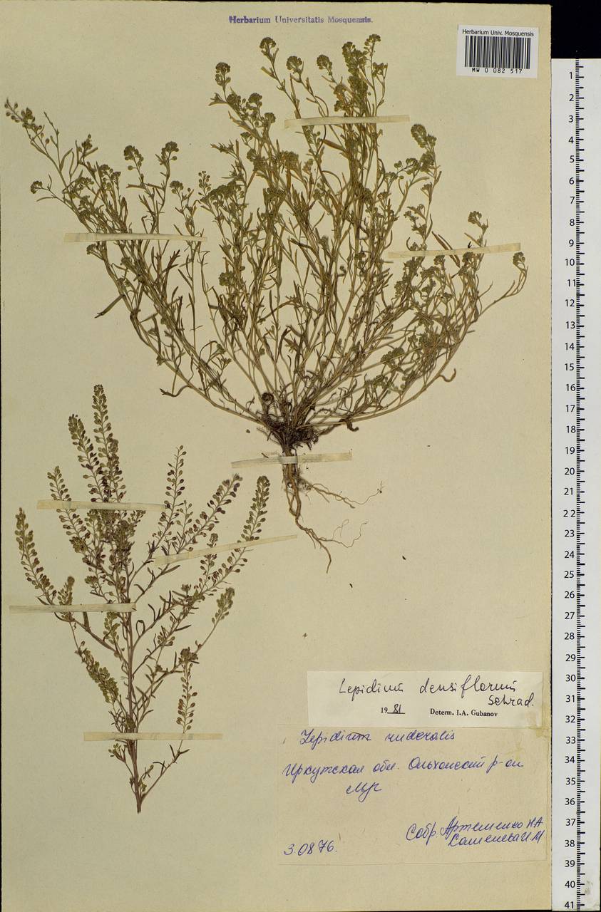 Lepidium densiflorum Schrad., Siberia, Baikal & Transbaikal region (S4) (Russia)
