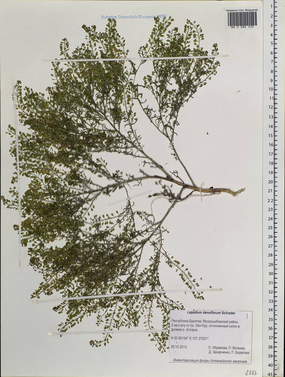 Lepidium densiflorum Schrad., Siberia, Baikal & Transbaikal region (S4) (Russia)