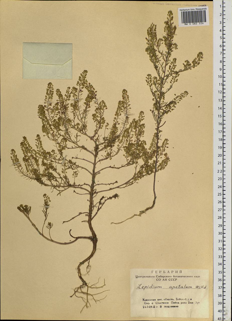 Lepidium densiflorum Schrad., Siberia, Altai & Sayany Mountains (S2) (Russia)