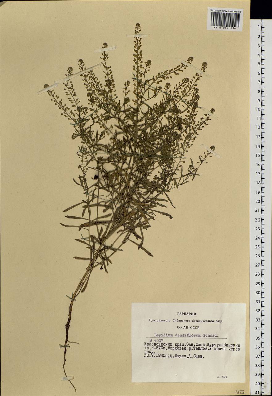 Lepidium densiflorum Schrad., Siberia, Altai & Sayany Mountains (S2) (Russia)