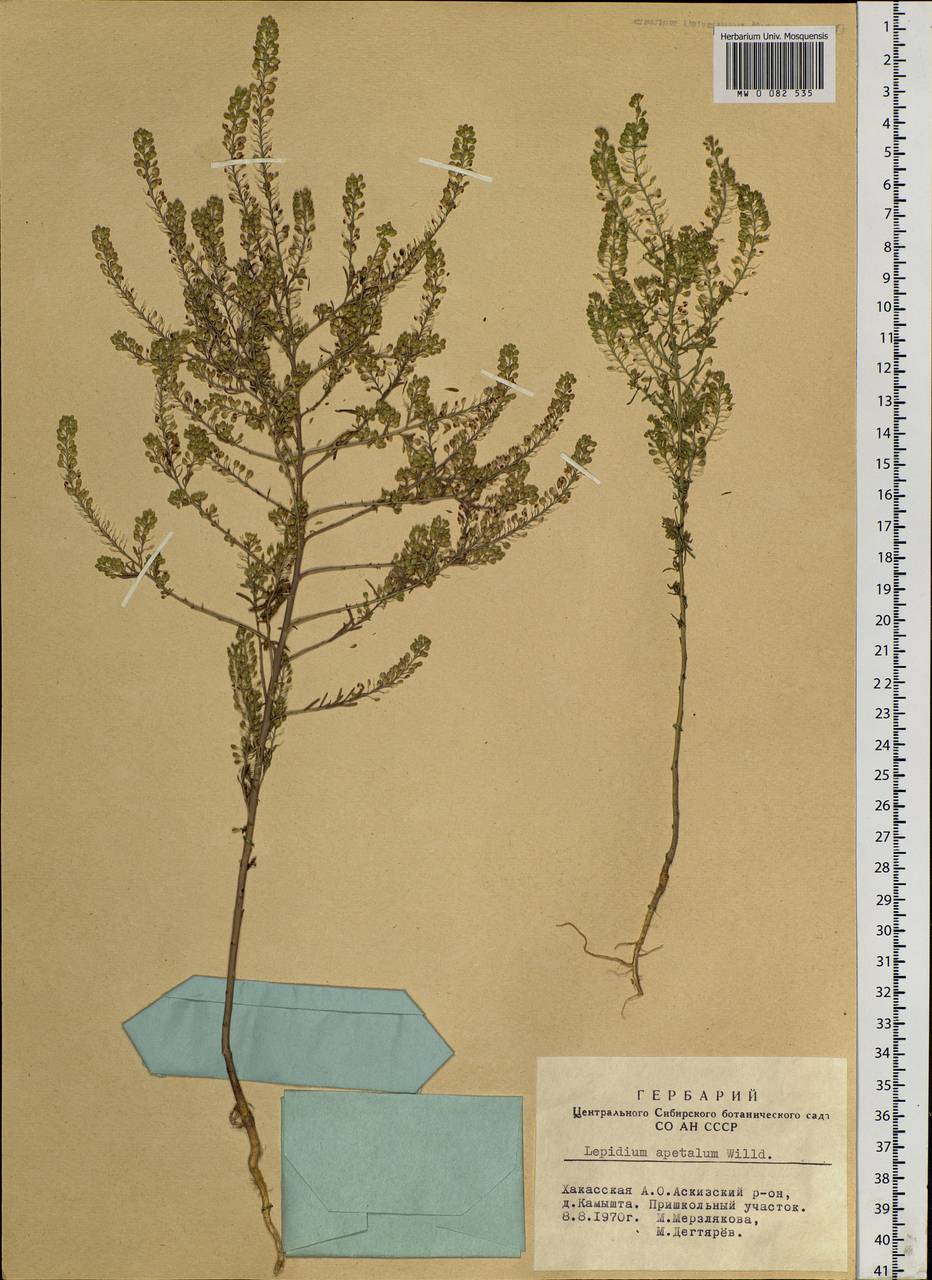 Lepidium densiflorum Schrad., Siberia, Altai & Sayany Mountains (S2) (Russia)