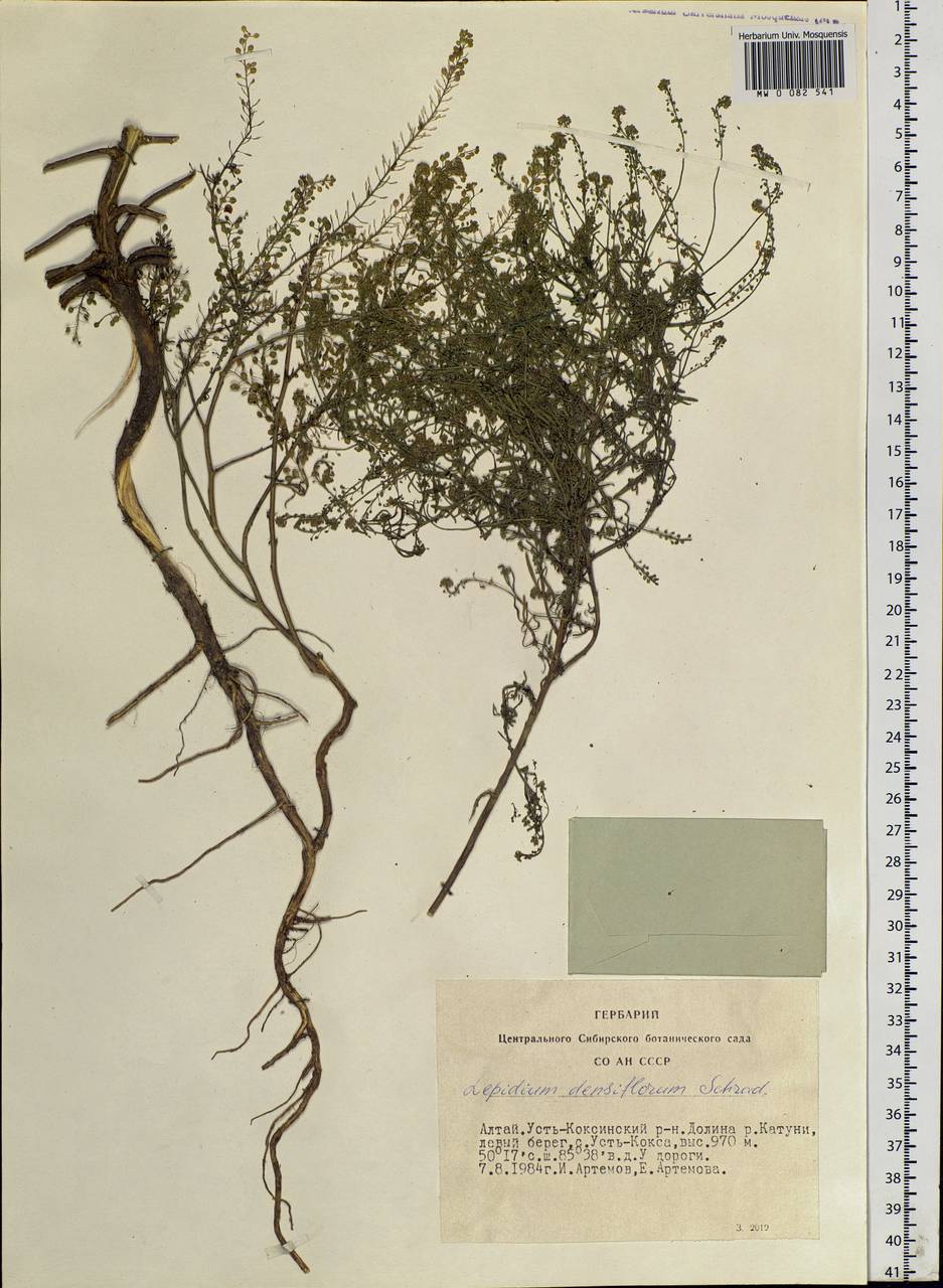 Lepidium densiflorum Schrad., Siberia, Altai & Sayany Mountains (S2) (Russia)