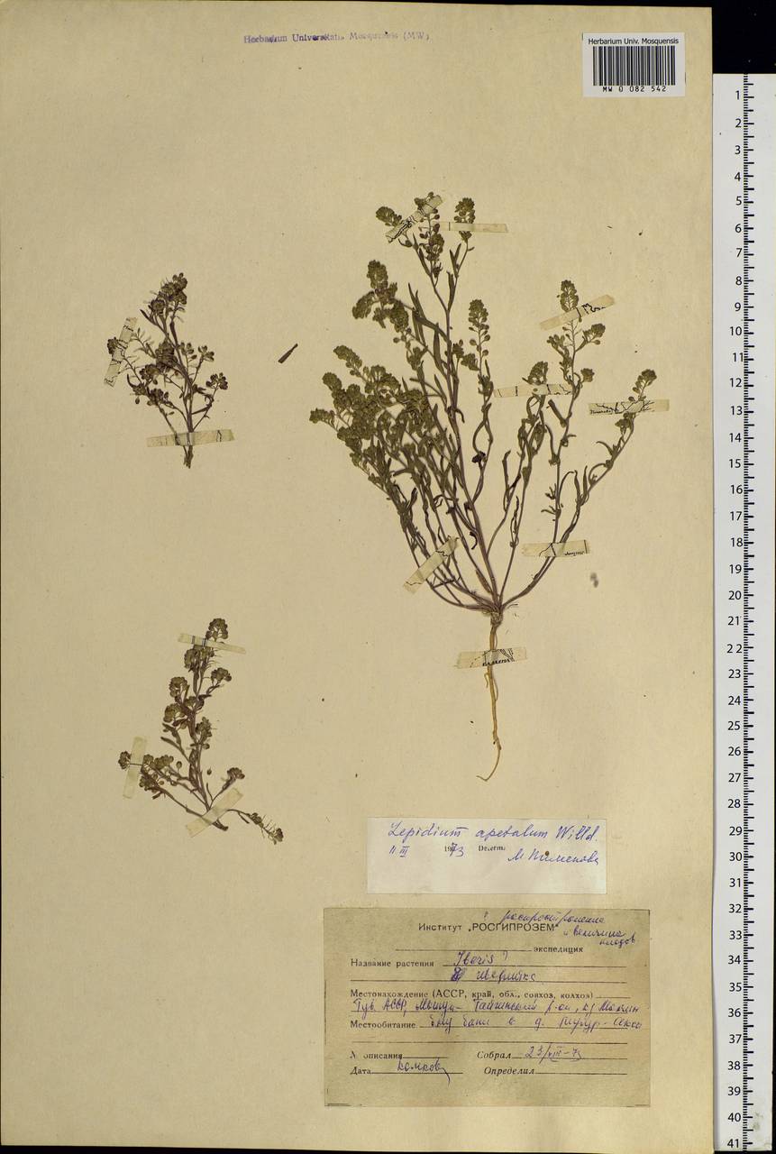 Lepidium densiflorum Schrad., Siberia, Altai & Sayany Mountains (S2) (Russia)