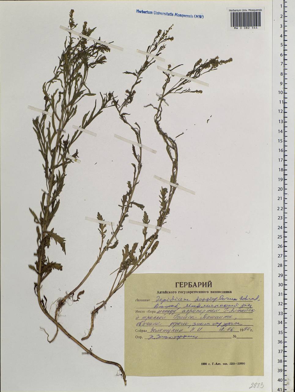 Lepidium densiflorum Schrad., Siberia, Altai & Sayany Mountains (S2) (Russia)