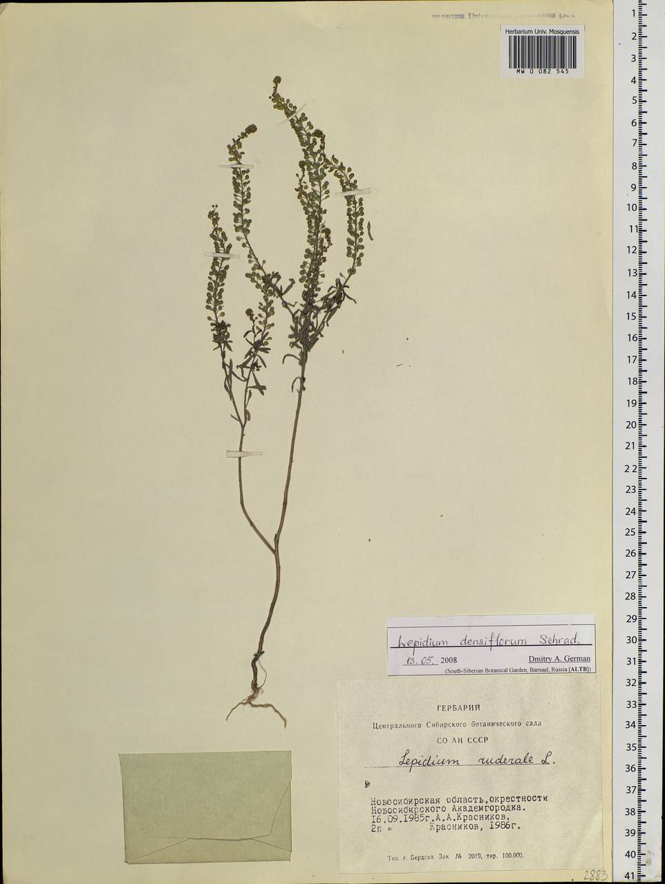 Lepidium densiflorum Schrad., Siberia, Western Siberia (S1) (Russia)