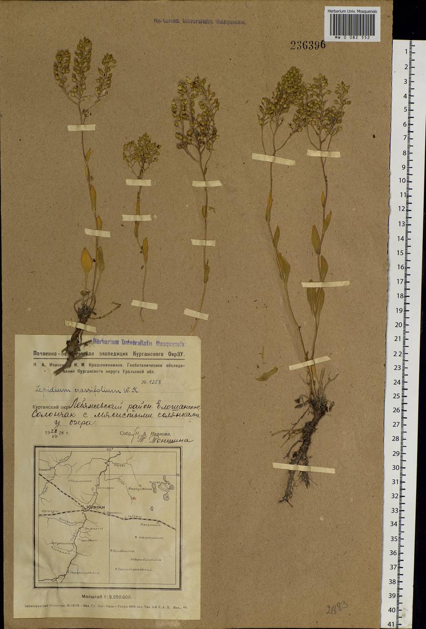 Lepidium cartilagineum subsp. crassifolium (Waldst. & Kit.) Thell., Siberia, Western Siberia (S1) (Russia)