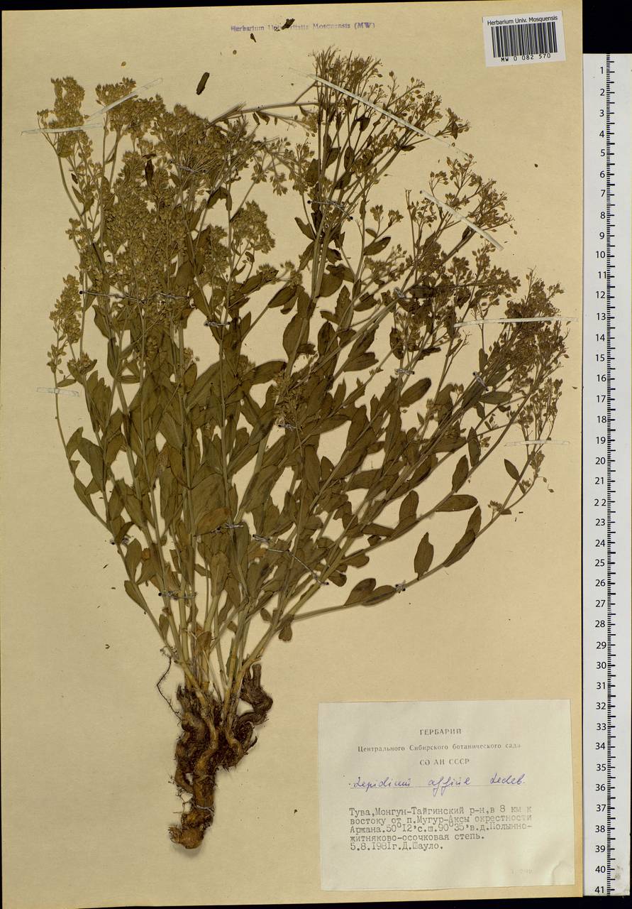 Lepidium affine Ledeb., Siberia, Altai & Sayany Mountains (S2) (Russia)