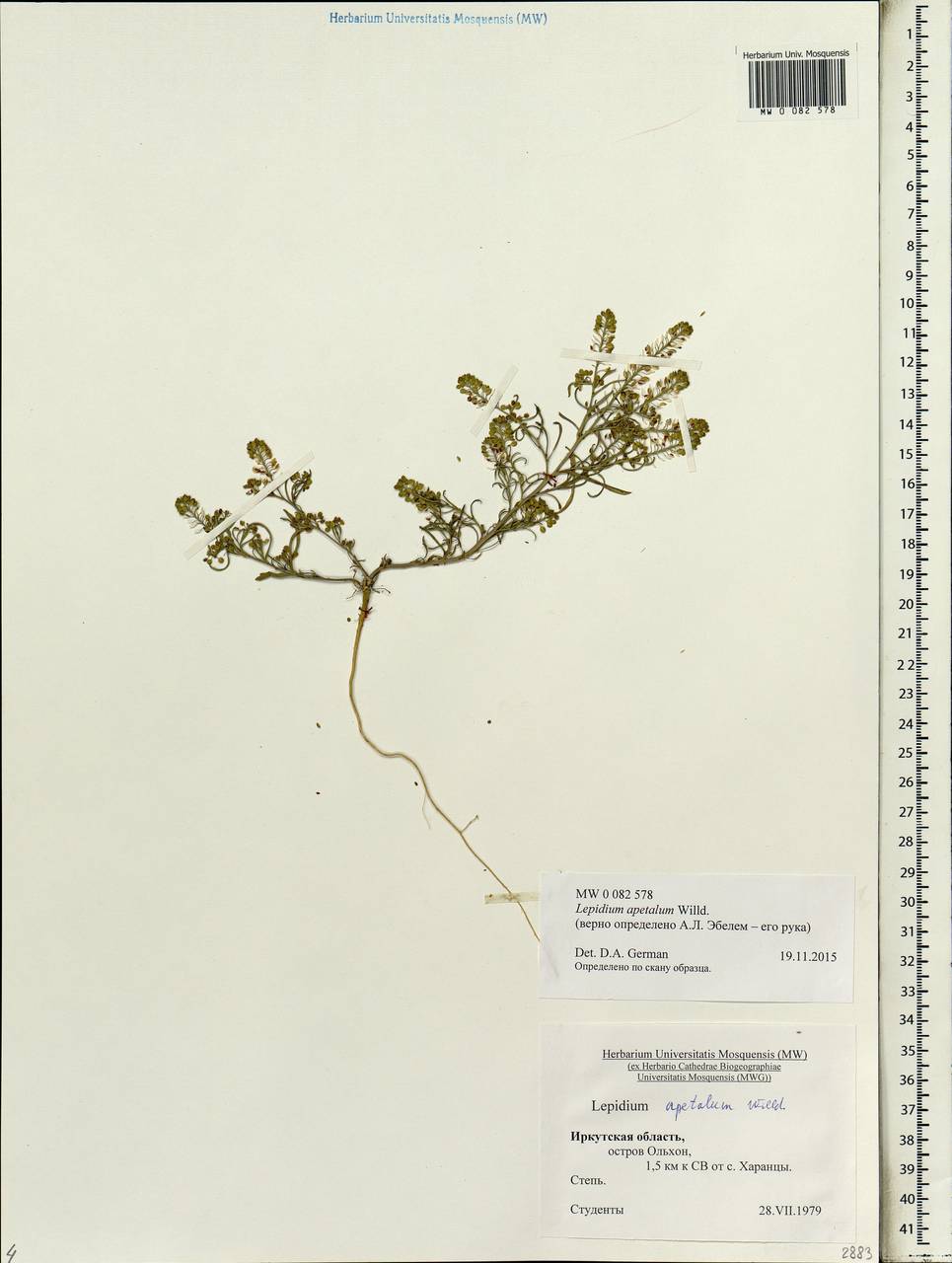 Lepidium apetalum Willd., Siberia, Baikal & Transbaikal region (S4) (Russia)