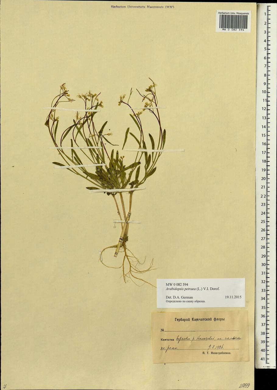 Arabidopsis lyrata subsp. petraea (L.) O'Kane & Al-Shehbaz, Siberia, Chukotka & Kamchatka (S7) (Russia)