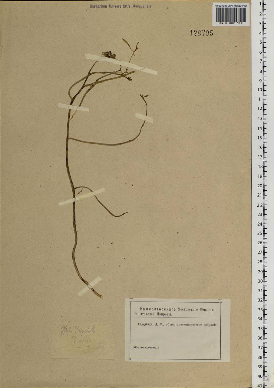 Brassicaceae, Siberia (no precise locality) (S0) (Russia)