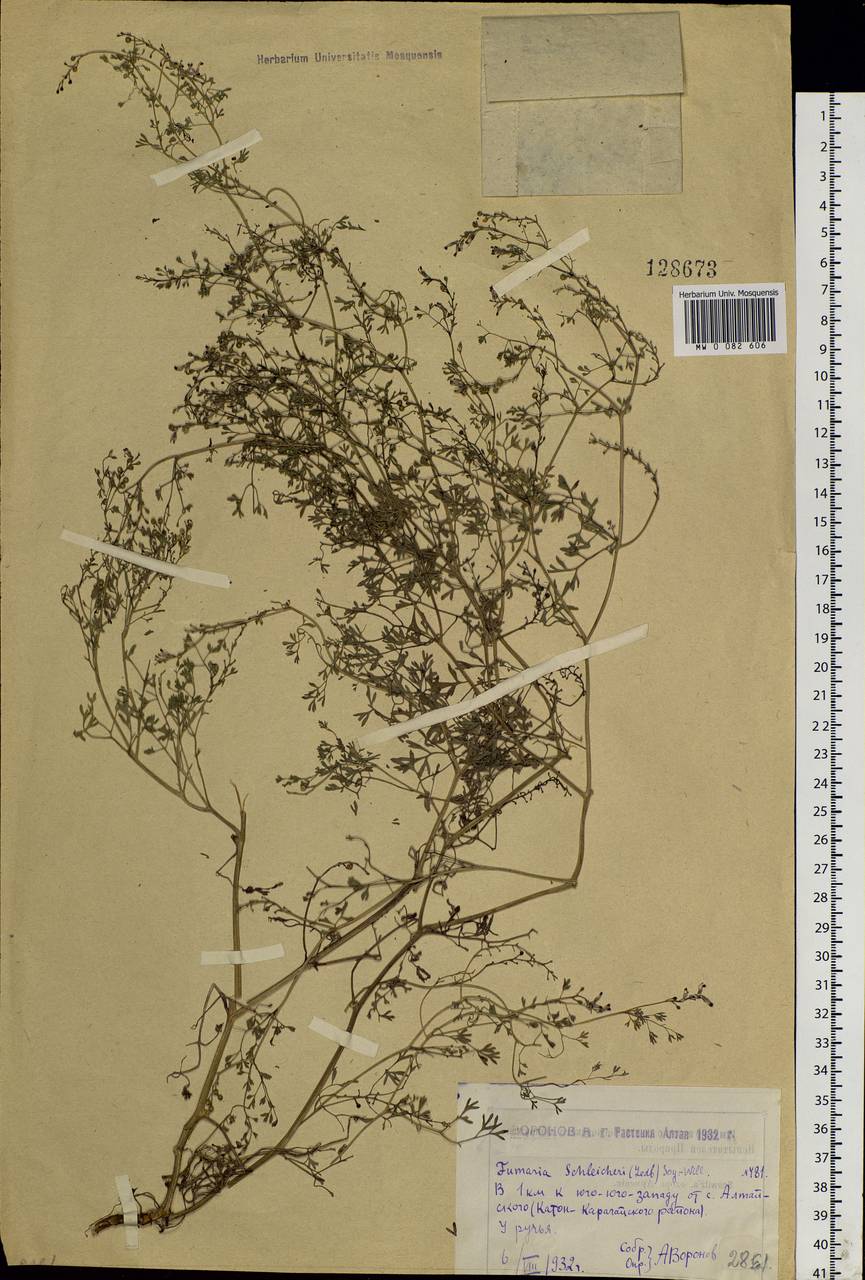 Fumaria schleicheri Soy.-Will., Siberia, Western (Kazakhstan) Altai Mountains (S2a) (Kazakhstan)