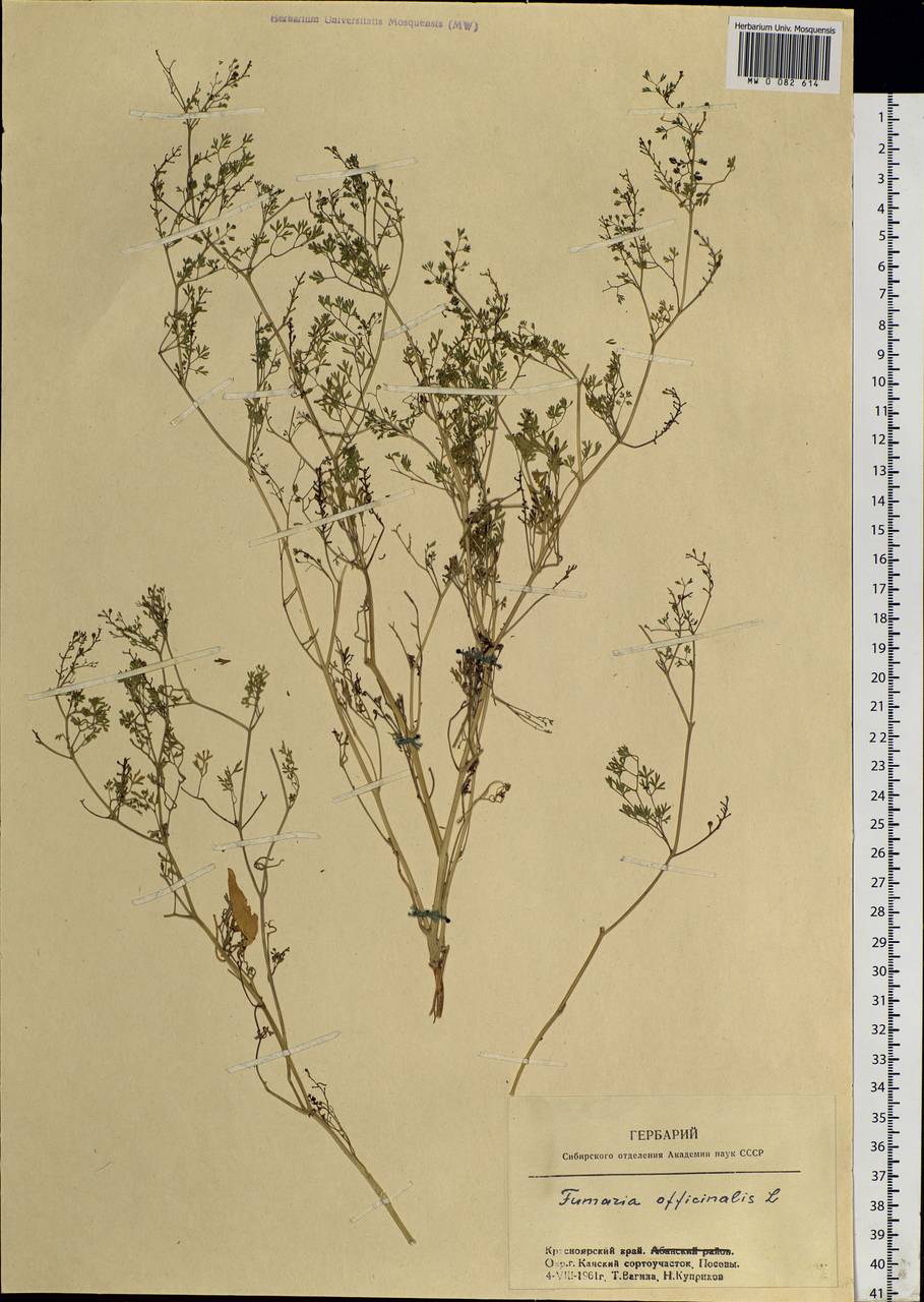 Fumaria officinalis L., Siberia, Central Siberia (S3) (Russia)