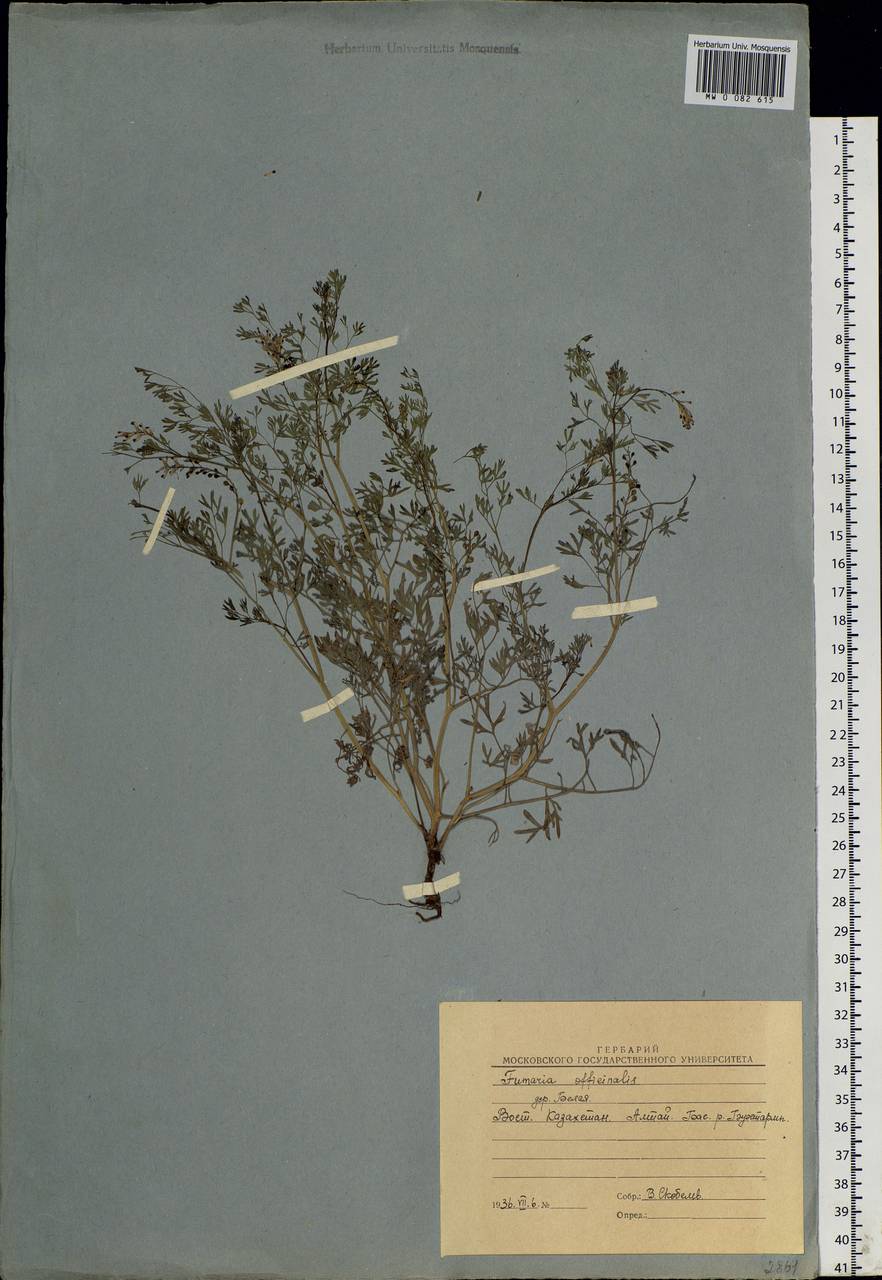 Fumaria officinalis L., Siberia, Western (Kazakhstan) Altai Mountains (S2a) (Kazakhstan)