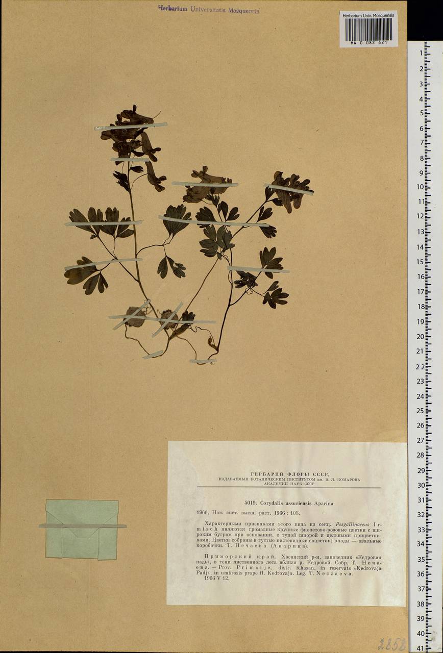 Corydalis ussuriensis Aparina, Siberia, Russian Far East (S6) (Russia)