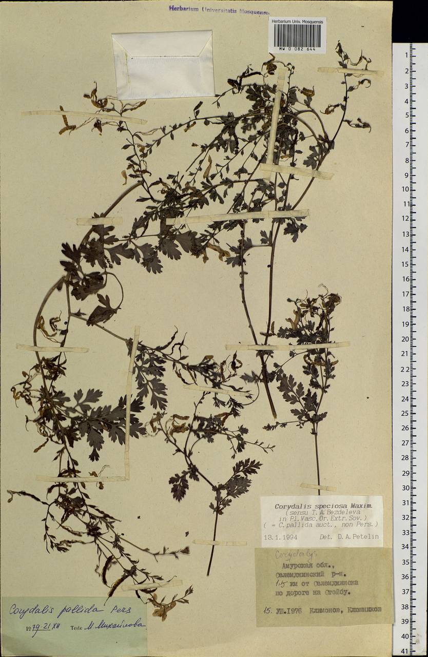 Corydalis speciosa Maxim., Siberia, Russian Far East (S6) (Russia)