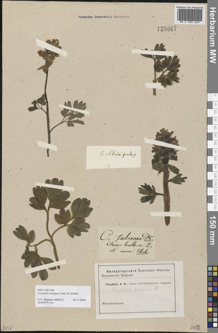 Corydalis ambigua Cham. & Schltdl., Siberia (no precise locality) (S0) (Russia)