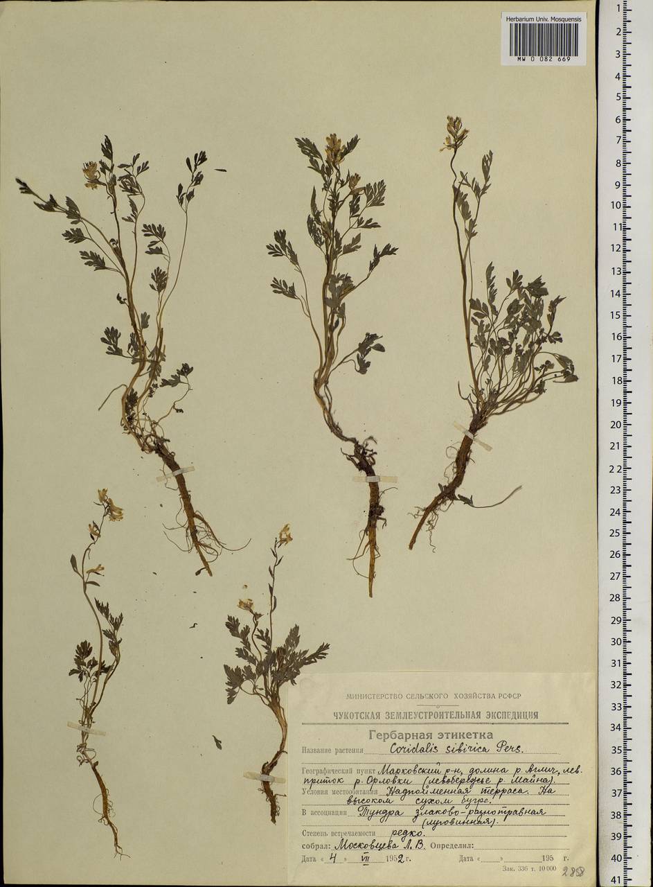 Corydalis sibirica (L. fil.) Pers., Siberia, Chukotka & Kamchatka (S7) (Russia)