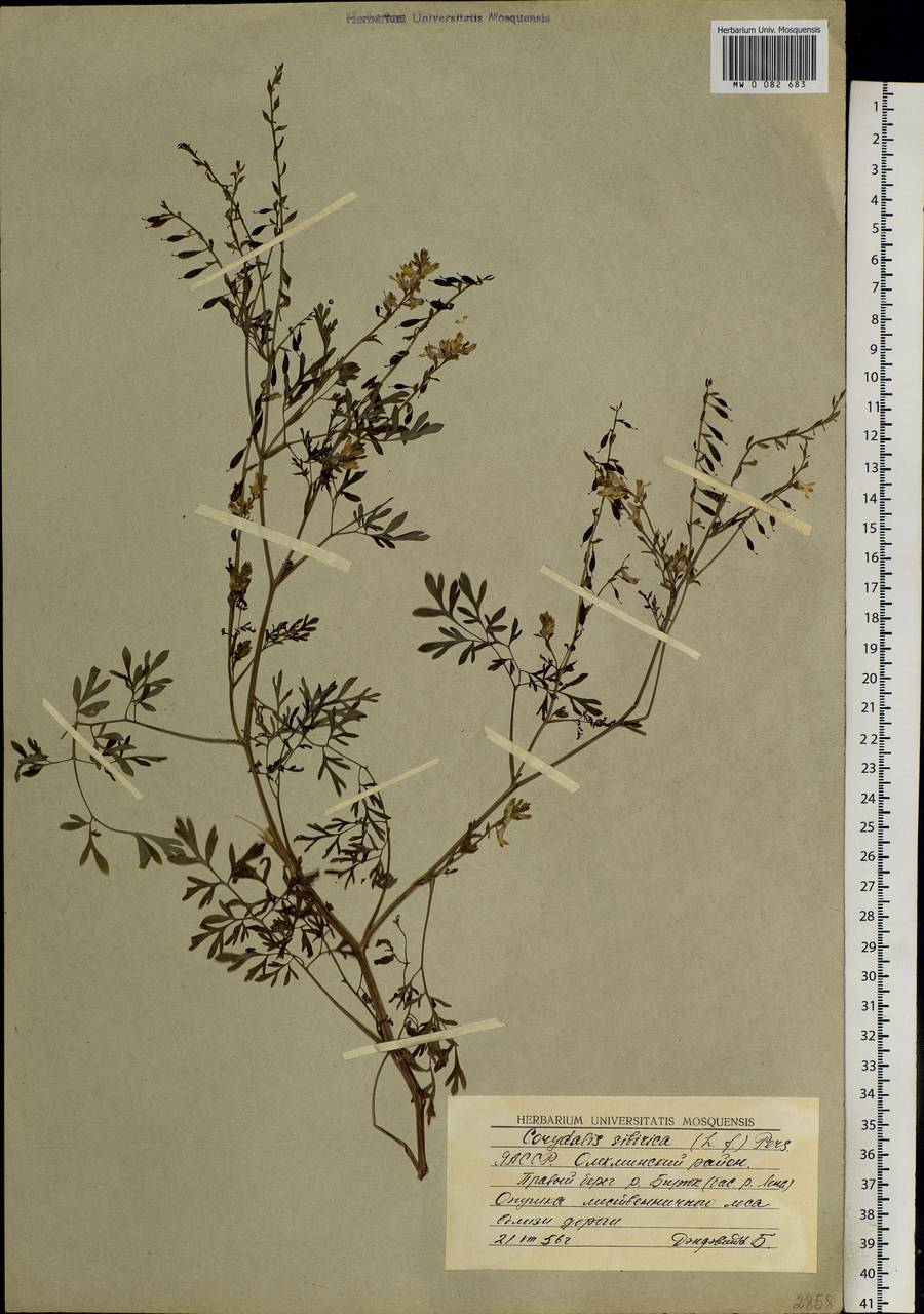 Corydalis sibirica (L. fil.) Pers., Siberia, Yakutia (S5) (Russia)
