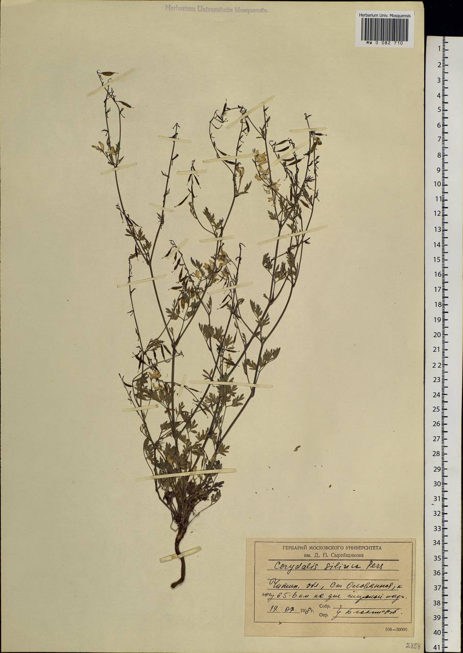 Corydalis sibirica (L. fil.) Pers., Siberia, Baikal & Transbaikal region (S4) (Russia)