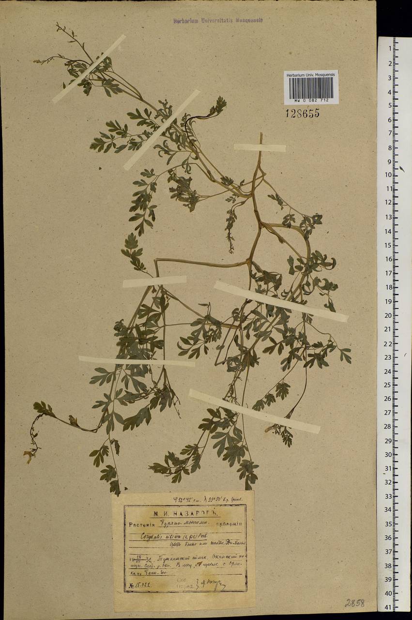 Corydalis sibirica (L. fil.) Pers., Siberia, Baikal & Transbaikal region (S4) (Russia)