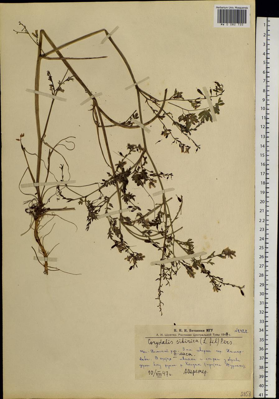 Corydalis sibirica (L. fil.) Pers., Siberia, Altai & Sayany Mountains (S2) (Russia)