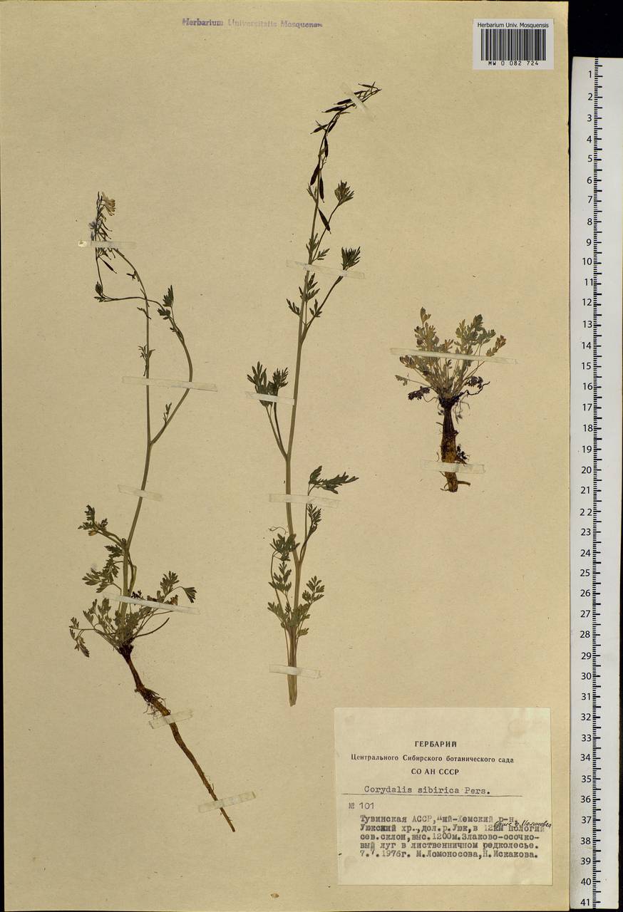 Corydalis sibirica (L. fil.) Pers., Siberia, Altai & Sayany Mountains (S2) (Russia)