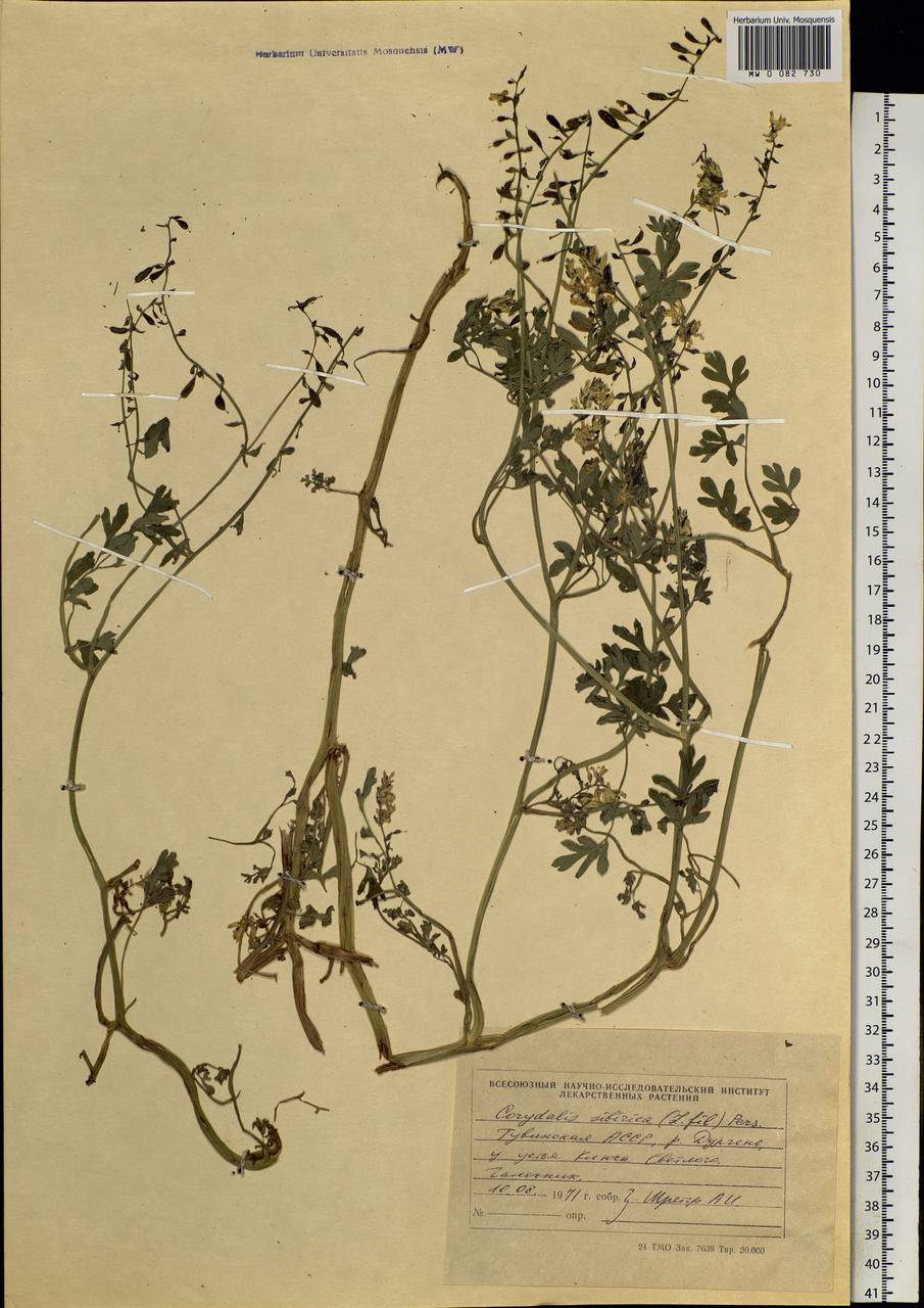 Corydalis sibirica (L. fil.) Pers., Siberia, Altai & Sayany Mountains (S2) (Russia)