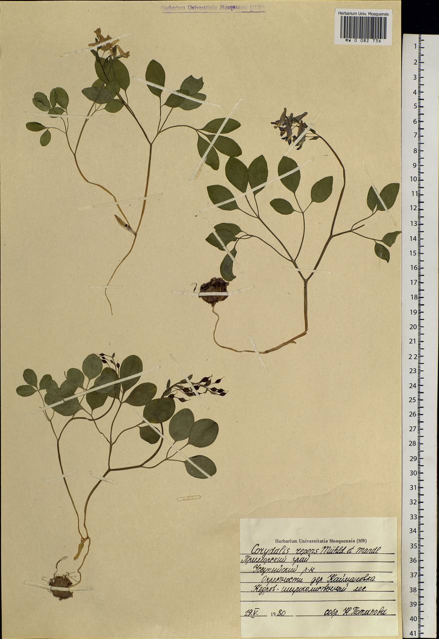 Corydalis repens Mandl & Muehld., Siberia, Russian Far East (S6) (Russia)