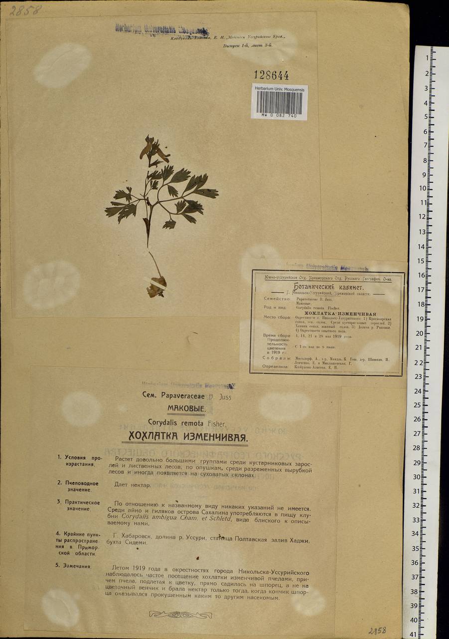 Corydalis turtschaninovii subsp. turtschaninovii, Siberia, Russian Far East (S6) (Russia)