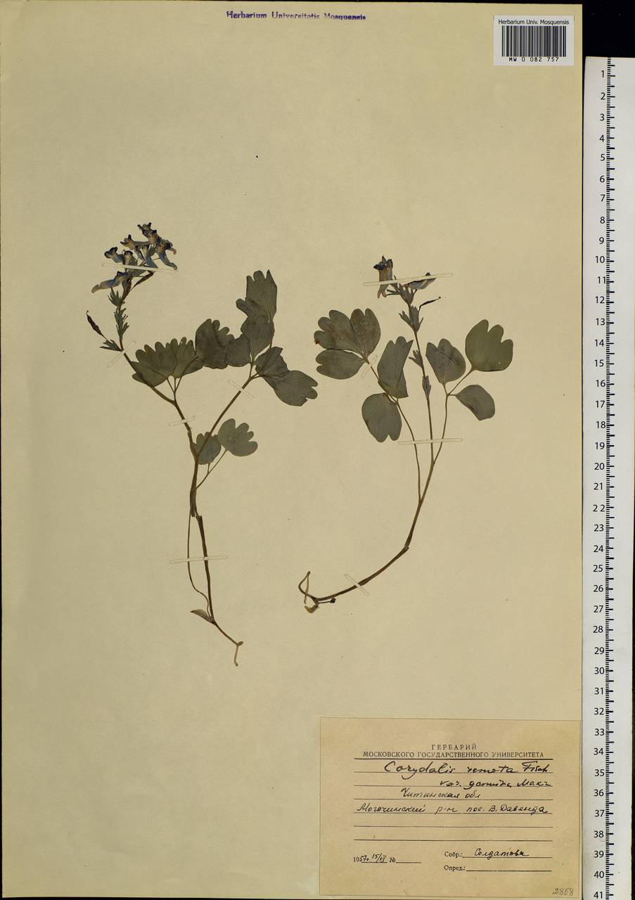 Corydalis turtschaninovii subsp. turtschaninovii, Siberia, Baikal & Transbaikal region (S4) (Russia)