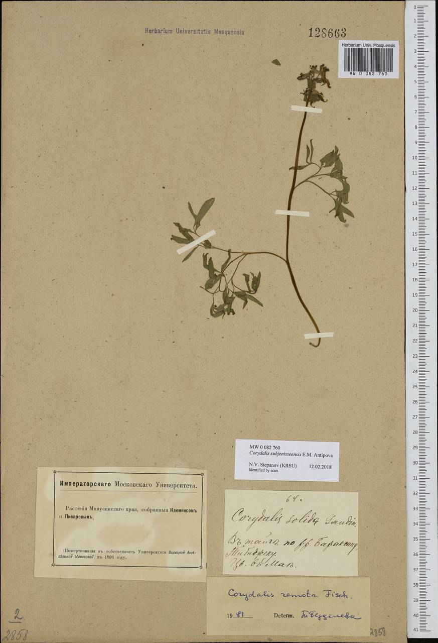 Corydalis subjenisseensis E. M. Antipova, Siberia, Altai & Sayany Mountains (S2) (Russia)