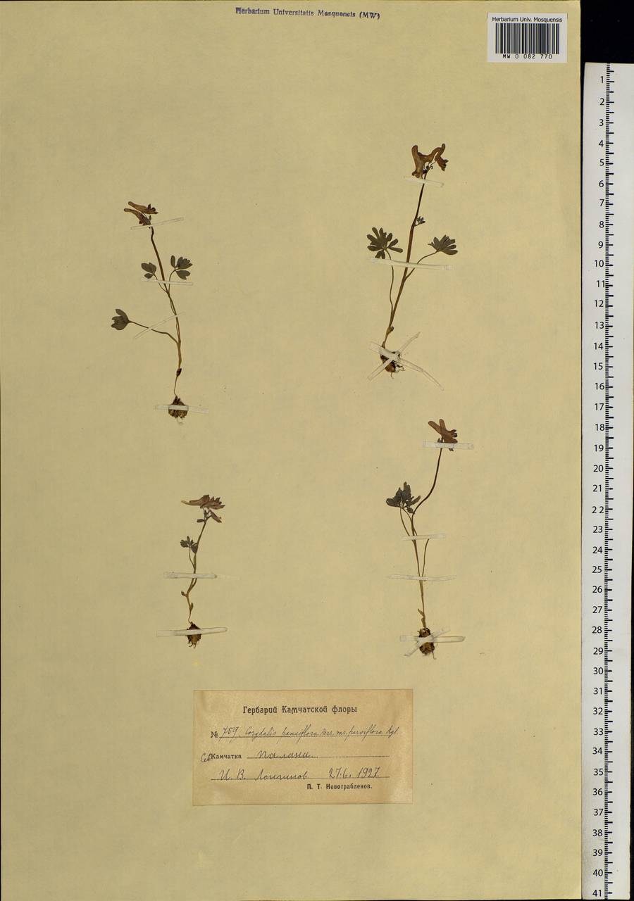 Corydalis pauciflora (Stephan) Pers., Siberia, Chukotka & Kamchatka (S7) (Russia)