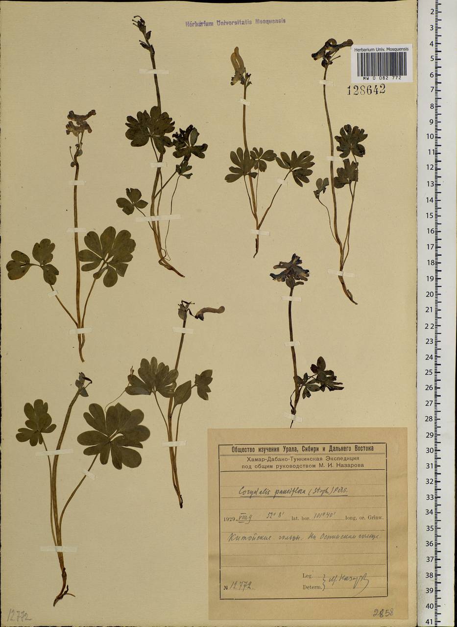 Corydalis pauciflora (Stephan) Pers., Siberia, Baikal & Transbaikal region (S4) (Russia)