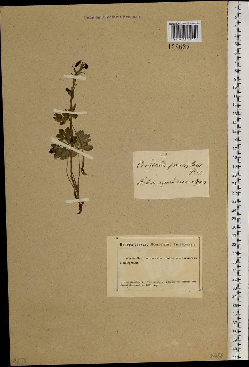 Corydalis pauciflora (Stephan) Pers., Siberia, Altai & Sayany Mountains (S2) (Russia)