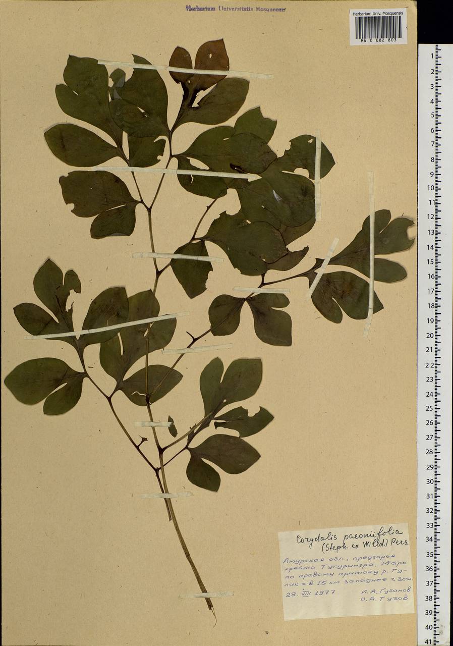 Corydalis paeoniifolia (Steph.) Pers., Siberia, Russian Far East (S6) (Russia)