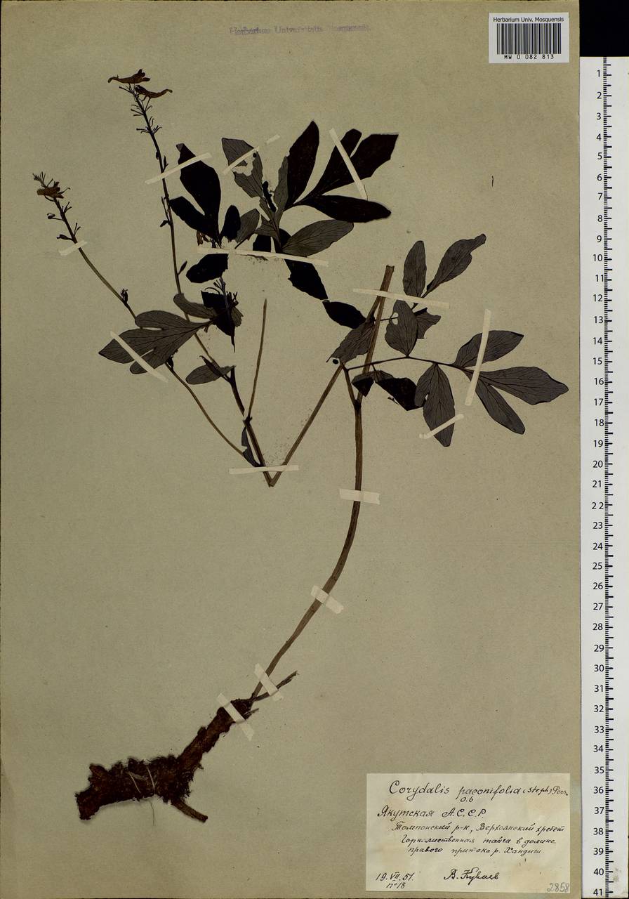 Corydalis paeoniifolia (Steph.) Pers., Siberia, Yakutia (S5) (Russia)