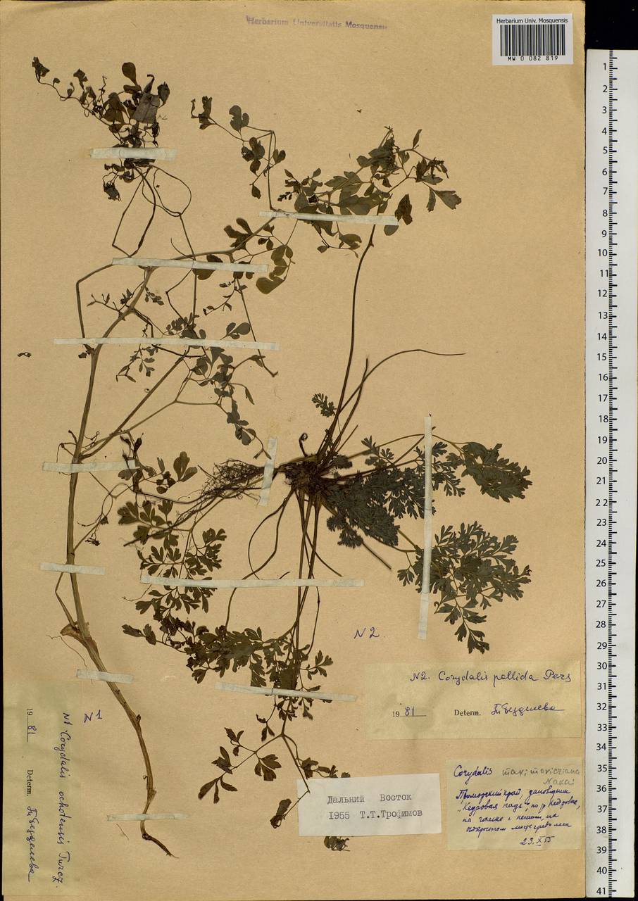 Corydalis ochotensis Turcz., Siberia, Russian Far East (S6) (Russia)