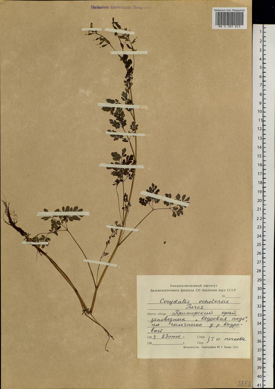 Corydalis ochotensis Turcz., Siberia, Russian Far East (S6) (Russia)