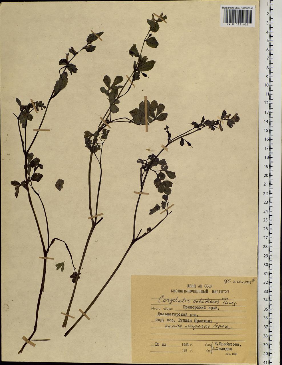 Corydalis ochotensis Turcz., Siberia, Russian Far East (S6) (Russia)