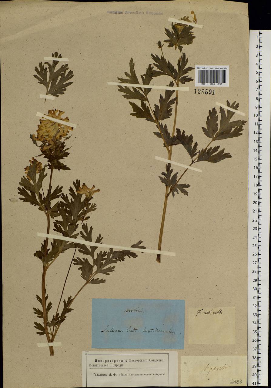 Corydalis nobilis (L.) Pers., Siberia, Altai & Sayany Mountains (S2) (Russia)