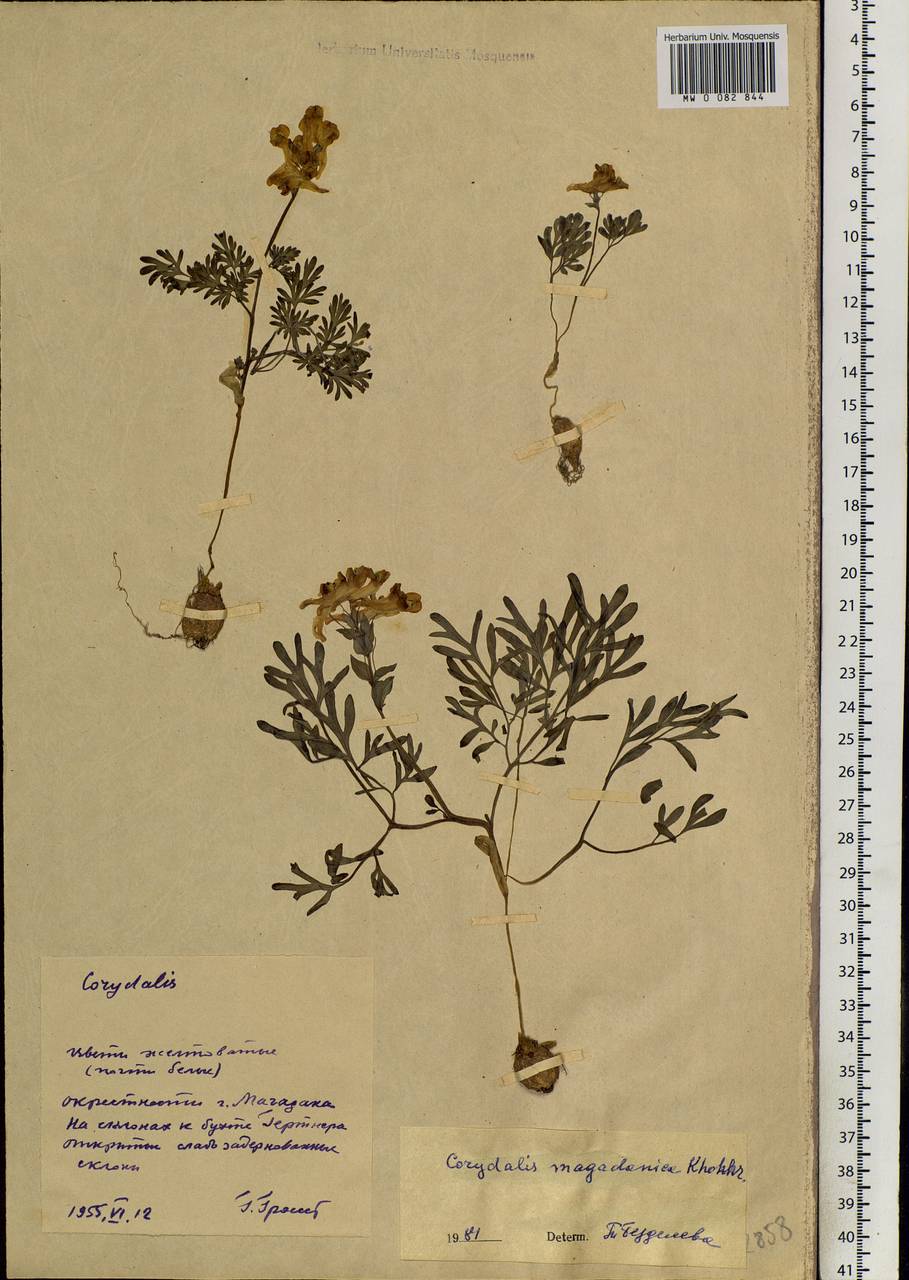 Corydalis magadanica A. P. Khokhr., Siberia, Chukotka & Kamchatka (S7) (Russia)