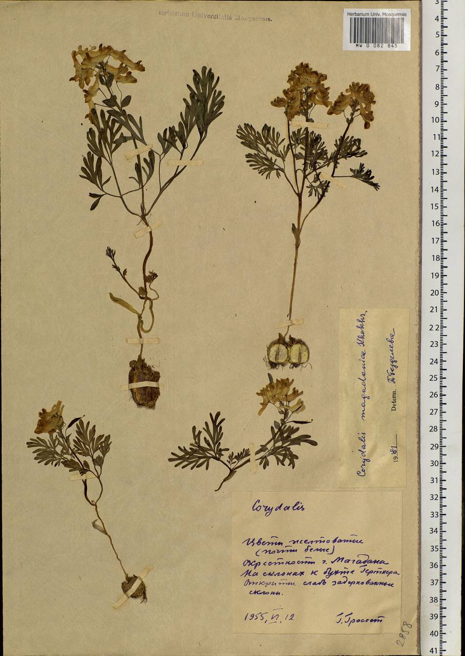 Corydalis magadanica A. P. Khokhr., Siberia, Chukotka & Kamchatka (S7) (Russia)