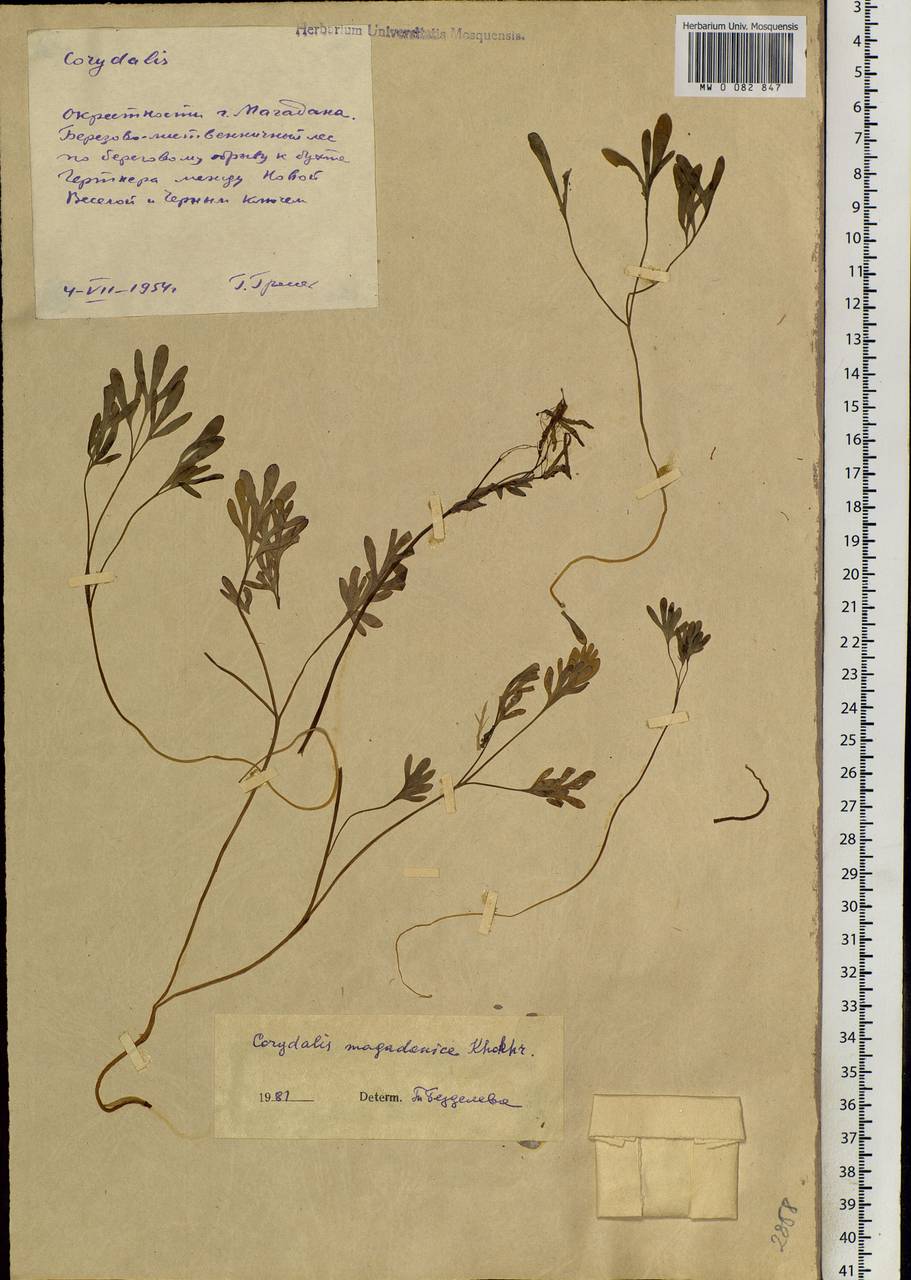 Corydalis magadanica A. P. Khokhr., Siberia, Chukotka & Kamchatka (S7) (Russia)