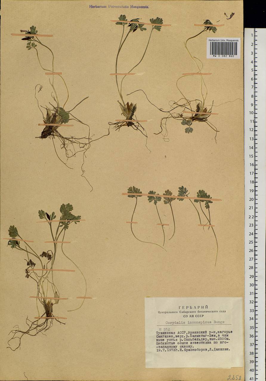 Corydalis inconspicua Bunge ex Ledeb., Siberia, Altai & Sayany Mountains (S2) (Russia)