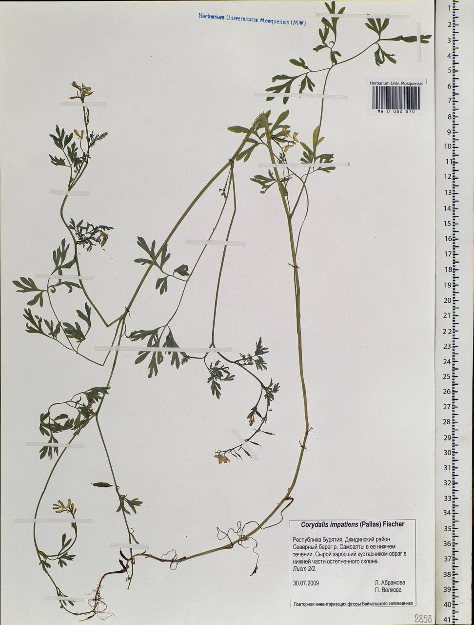 Corydalis impatiens (Pall.) Fisch. ex DC., Siberia, Baikal & Transbaikal region (S4) (Russia)