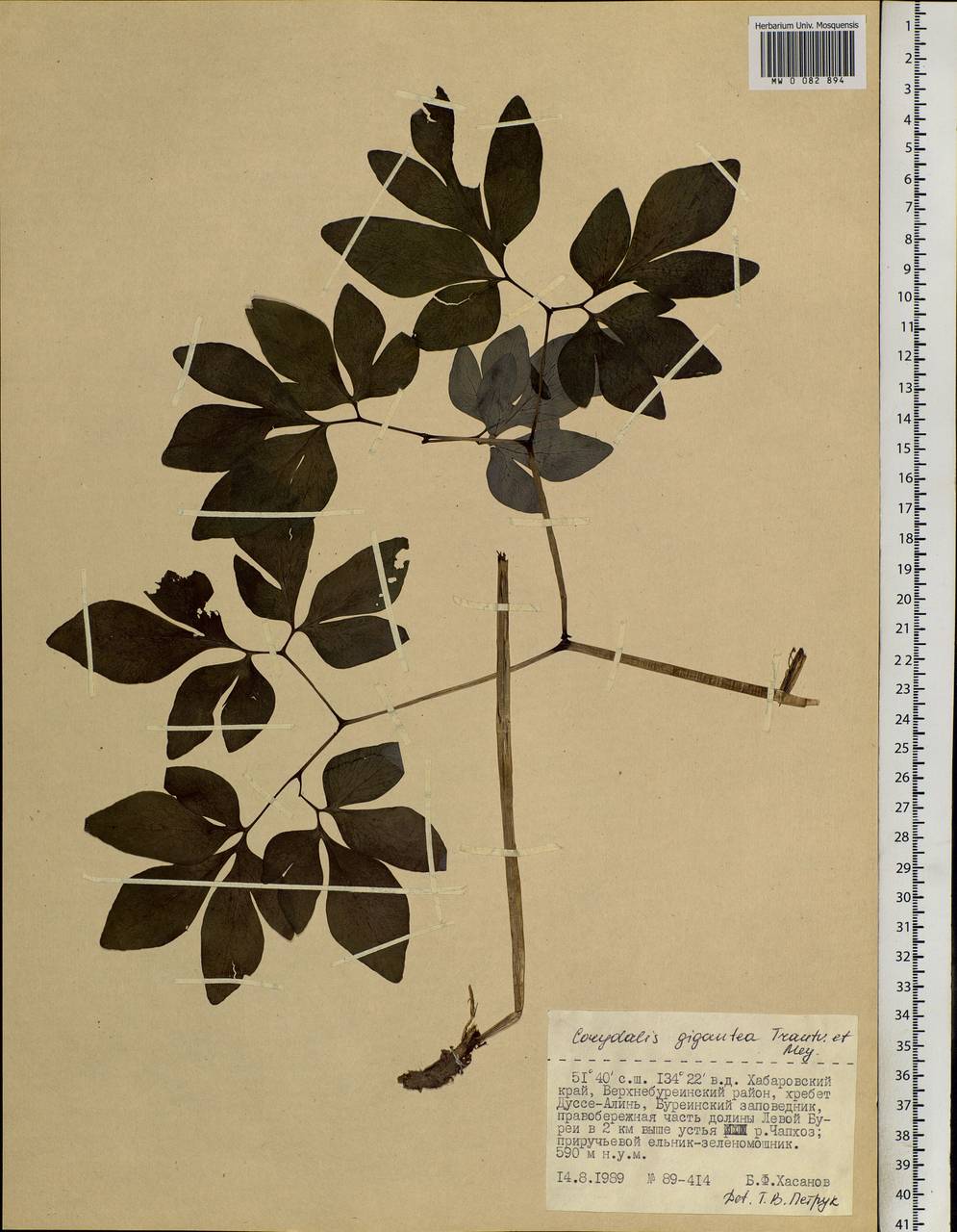 Corydalis gigantea Trautv. & Mey., Siberia, Russian Far East (S6) (Russia)