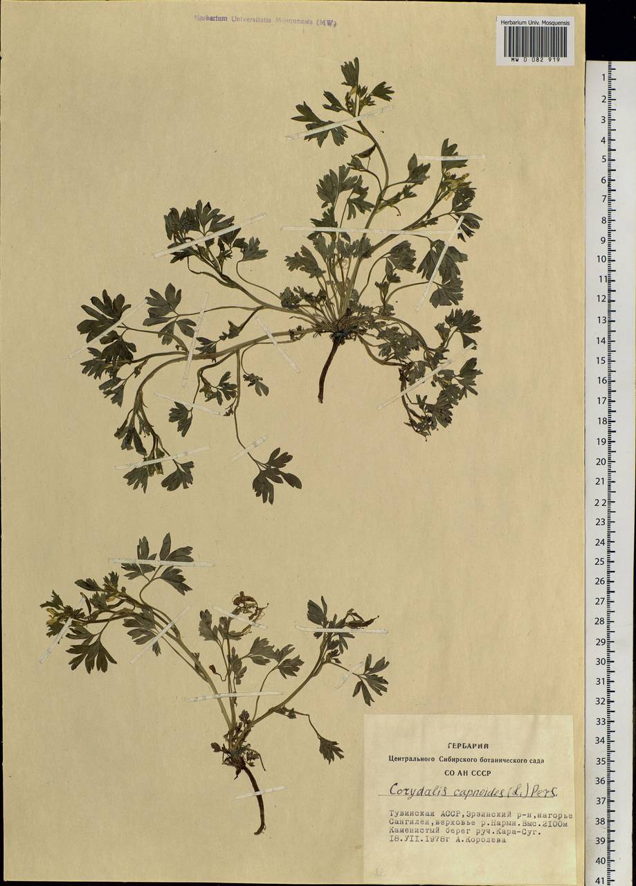 Corydalis capnoides (L.) Pers., Siberia, Altai & Sayany Mountains (S2) (Russia)