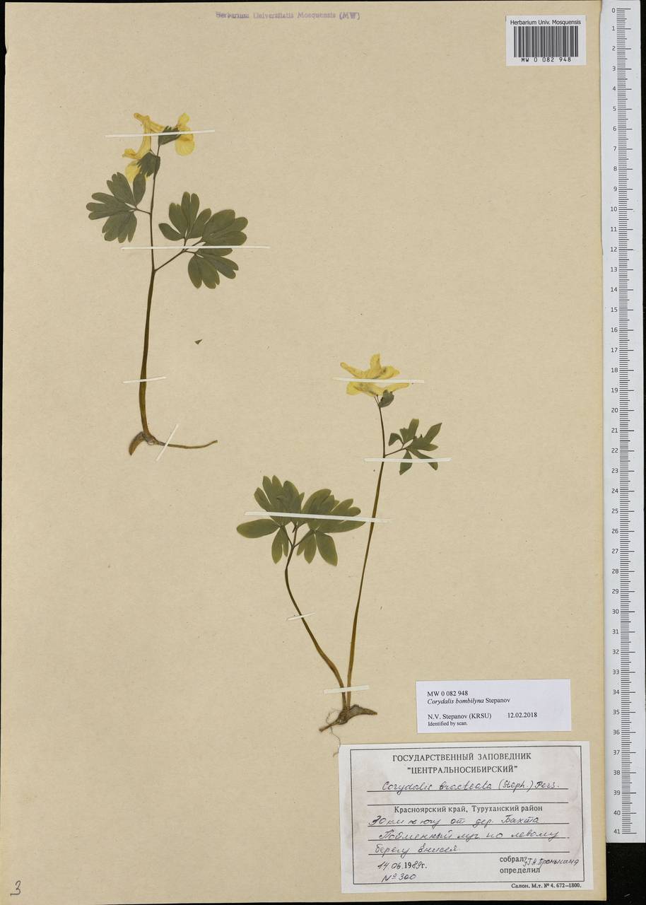Corydalis bombylina Stepanov, Siberia, Central Siberia (S3) (Russia)