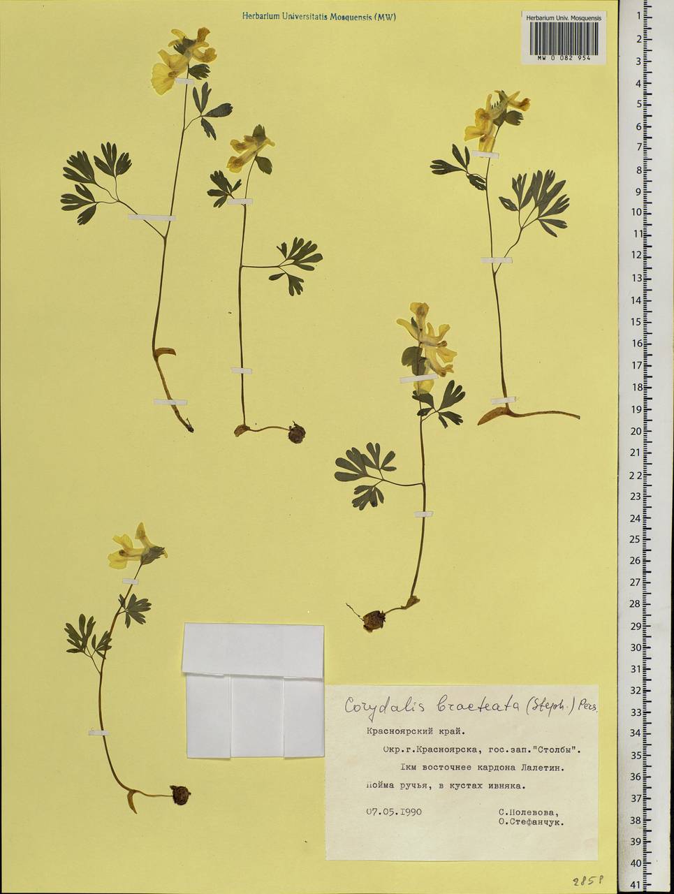 Corydalis bracteata (Steph.) Pers., Siberia, Central Siberia (S3) (Russia)