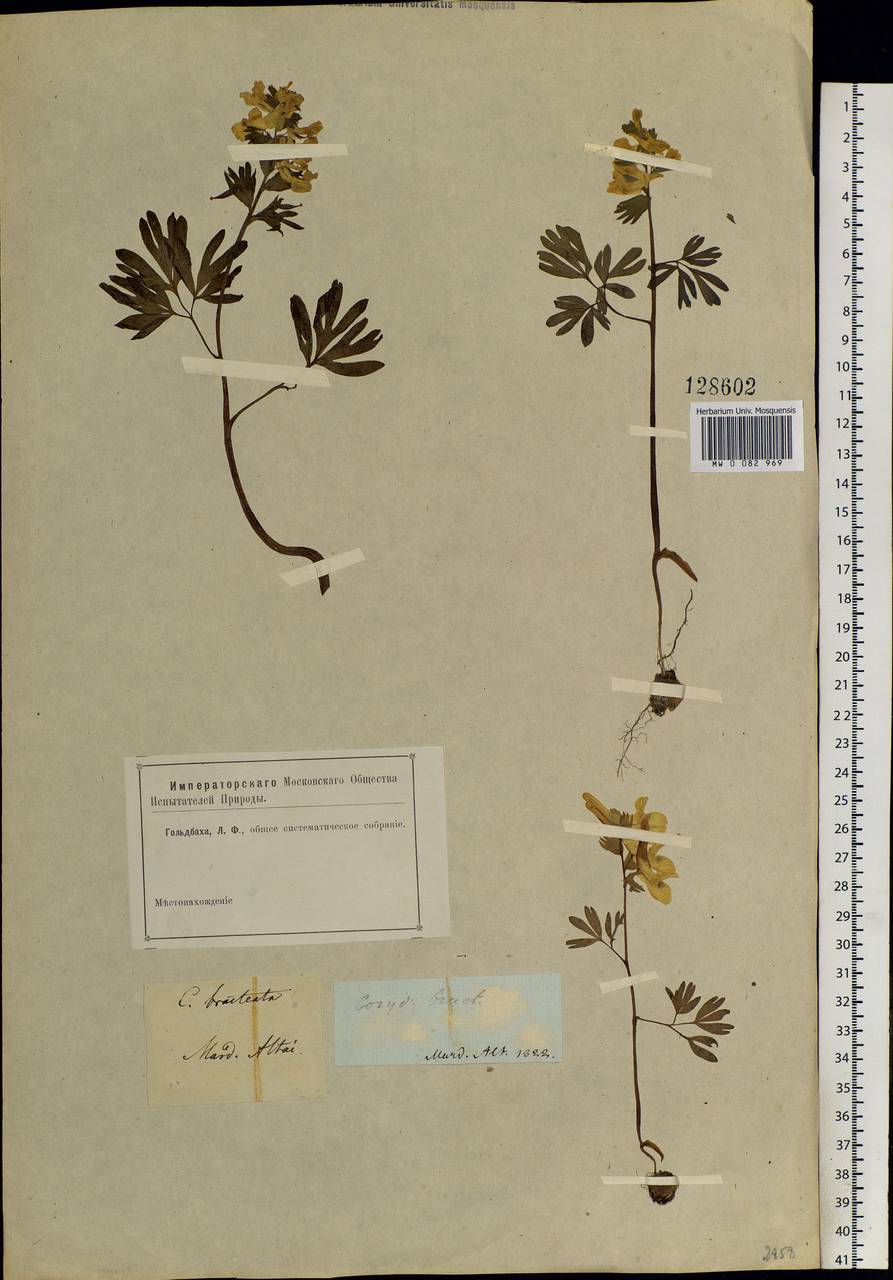 Corydalis bracteata (Steph.) Pers., Siberia, Altai & Sayany Mountains (S2) (Russia)